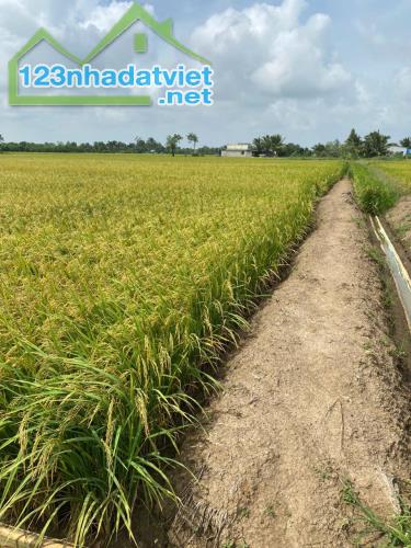 Bán 1500 m2 đất lúa tại xã tân phước, huyện gò công đông, tiền Giang 550tr hết đấ - 2
