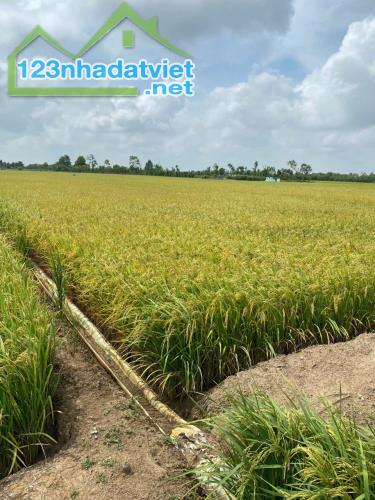 Bán 1500 m2 đất lúa tại xã tân phước, huyện gò công đông, tiền Giang 550tr hết đấ - 3