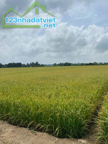 Bán 1500 m2 đất lúa tại xã tân phước, huyện gò công đông, tiền Giang 550tr hết đấ - 4