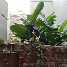BÁN ĐẤT TẶNG NHÀ CẤP 4 LONG BIÊN 60m2 NHỈNH 3 TỶ