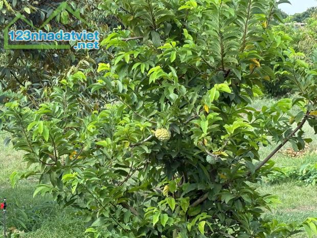 Mua đất tặng full vườn trái cây trĩu quả gần ngã 4 Dầu Giây - Thống Nhất - 1