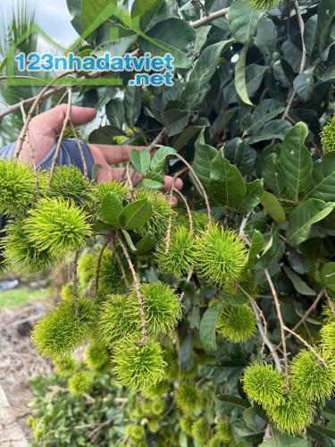 Mua đất tặng full vườn trái cây trĩu quả gần ngã 4 Dầu Giây - Thống Nhất - 2