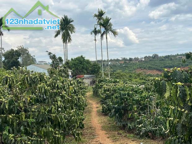 Đất đẹp- giá đầu tư Chính Chủ cần Bán Nhanh Lô Đất vị trí tại huyện Lâm Hà, tỉnh Lâm Đồng - 2