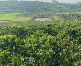 Đất đẹp- giá đầu tư Chính Chủ cần Bán Nhanh Lô Đất vị trí tại huyện Lâm Hà, tỉnh Lâm Đồng