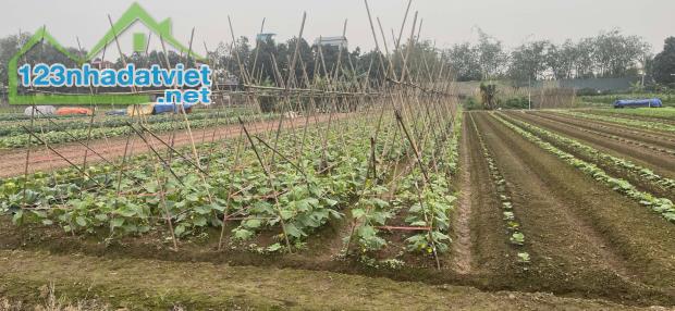 Bán đất xã Yên Mỹ, Thanh Trì, dt 371m2, 1.85 tỷ, ô tô 7 chỗ đỗ, gần cổng làng. 0888229559