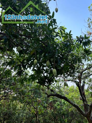 CHÍNH CHỦ BÁN GẤP ĐẤT VƯỜN 1.600M² – VỊ TRÍ ĐẸP, GIÁ TỐT, THÍCH HỢP LÀM NHÀ VƯỜN NGHỈ DƯỠN - 3
