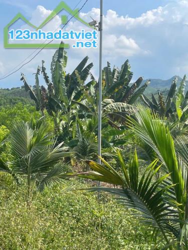 Bán Farm Sông Cầu - Khánh Vĩnh đang thu hoạch - điện nước đầy đủ gần Quốc Lộ 27C - 4