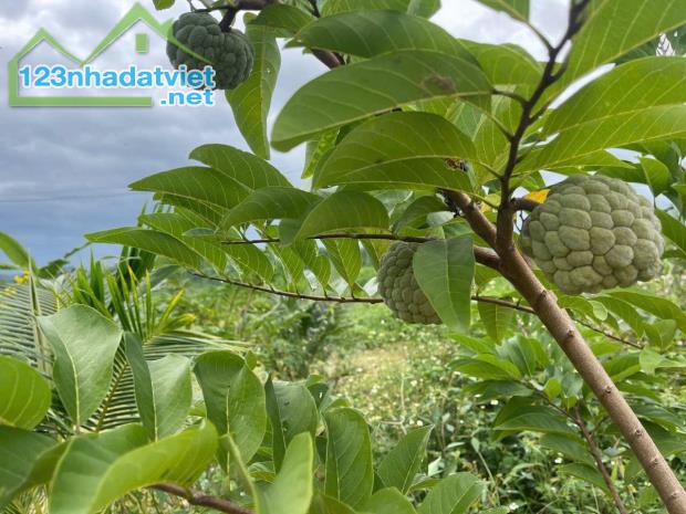 Bán Farm Sông Cầu - Khánh Vĩnh đang thu hoạch - điện nước đầy đủ gần Quốc Lộ 27C - 1