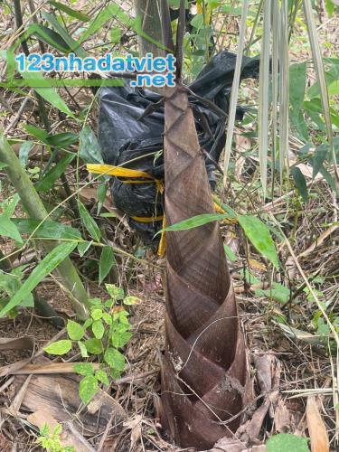 Bán Farm Sông Cầu - Khánh Vĩnh đang thu hoạch - điện nước đầy đủ gần Quốc Lộ 27C
