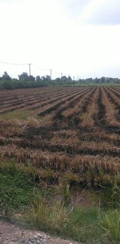 Cơ Hội Vàng! 103.000m2 Đất Nông Nghiệp Đức Hòa Long An - Đường DT823 - 100 Tỷ - 1