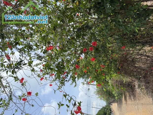 Chủ ngợp cần bán gấp lô đất vườn tại Định Quán giá rẻ chưa từng có - 3