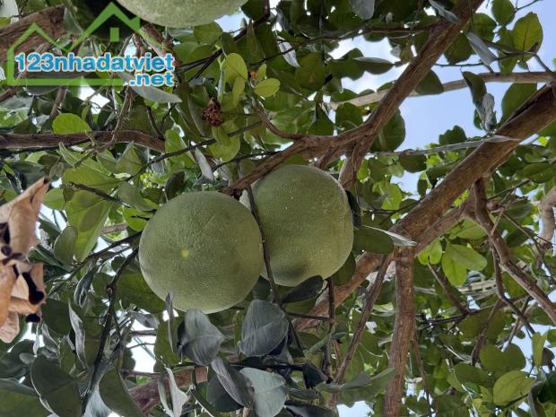 Chủ ngợp cần bán gấp lô đất vườn tại Định Quán giá rẻ chưa từng có - 5
