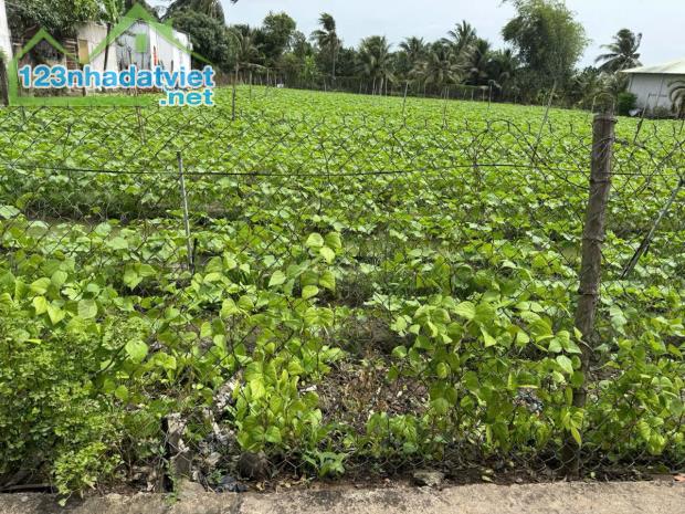 Đất thổ cư đường oto Mỹ Hòa Mỹ Phong Mỹ Tho Tiền Giang - 3