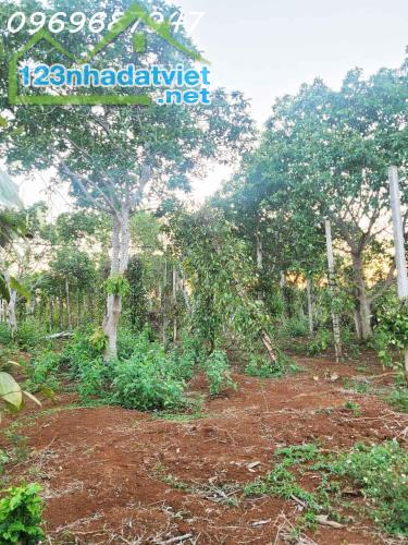 CƠ HỘI ĐẦU TƯ – 1.3HA GIÁ CHỈ 650 TRIỆU/SÀO! CUÔR ĐĂNG GIÁP HÒA THUẬN-BUÔN MATHUỘT - - 4