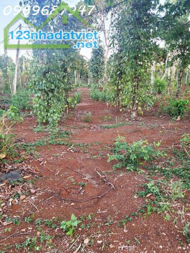 CƠ HỘI ĐẦU TƯ – 1.3HA GIÁ CHỈ 650 TRIỆU/SÀO! CUÔR ĐĂNG GIÁP HÒA THUẬN-BUÔN MATHUỘT - - 3