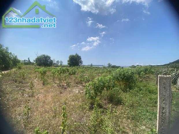 Bán 8 sào đất view Hồ Núi Đất Tân Tiến, Thị xã LaGi giá rẻ 430tr/ sào - 3