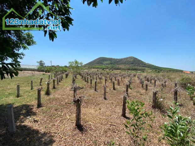 Bán 8 sào đất view Hồ Núi Đất Tân Tiến, Thị xã LaGi giá rẻ 430tr/ sào - 4