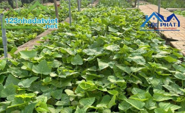 Bán đất full thổ cư phường An Hòa TP Biên Hòa 125m² giá chỉ 1,72 tỷ - 3
