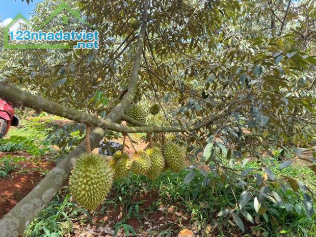 ĐẤT VƯỜN GẦN DẦU GIÂY, CÂY ĂN TRÁI XUM XUÊ, GIÁ CHỈ 990 TRIỆU NGÂN HÀNG HỖ TRỢ VAY 70%