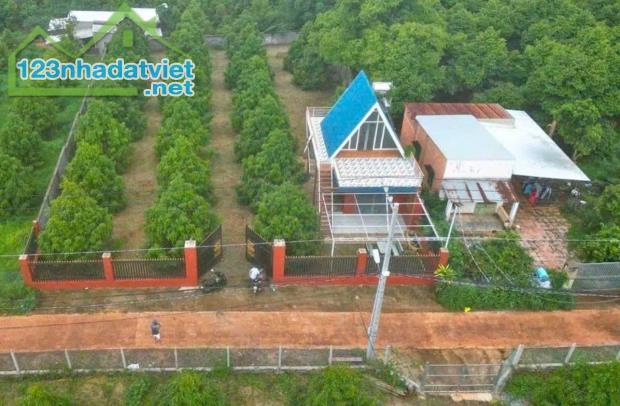 ĐỊNH CƯ HOA KỲ NÊN CẦN BÁN NHANH VƯỜN SẦU RIÊNG 300 CÂY GIÁ CHỈ 550 TRIỆU