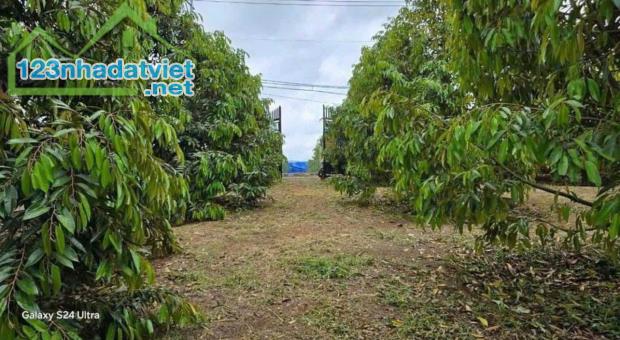 ĐỊNH CƯ HOA KỲ NÊN CẦN BÁN NHANH VƯỜN SẦU RIÊNG 300 CÂY GIÁ CHỈ 550 TRIỆU - 2