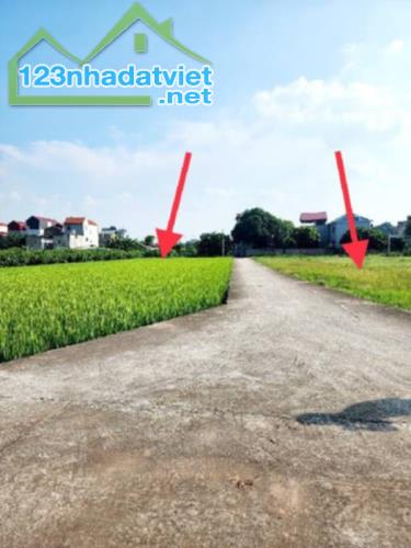 Bán Đát Ruộng GiA Lâm Lệ Chi Kim Hồ - 2