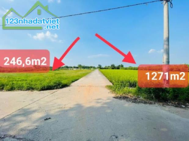 Bán Đát Ruộng GiA Lâm Lệ Chi Kim Hồ