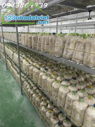 CƠ HỘI ĐẦU TƯ SIÊU HẤP DẪN – SANG NHƯỢNG TRANG TRẠI NẤM CÔNG NGHỆ CAO TẠI CỦ CHI