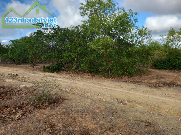 CẦN BÁN GẤP ĐẤT THIỆN NGHIỆP - PHAN THIẾT - 1
