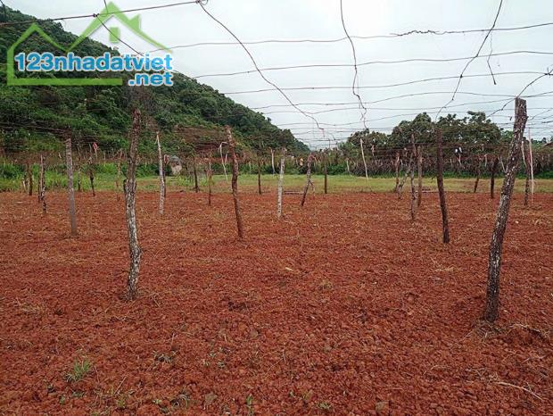 Bán 5.445m² Đất Mộc Châu, Mặt Tiền 200m, Gần Thác Dải Yếm, view đẹp giá tốt - 1