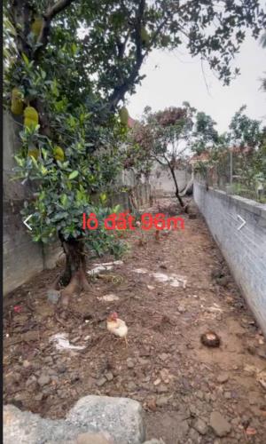 BÁN LÔ ĐẤT ĐẸP XÃ HOÀNG VĂN THỤ, CHƯƠNG MỸ-96M-GIÁ 1.8X TỶ - 1