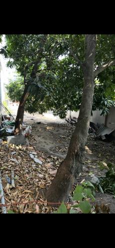 BÁN ĐẤT HIẾM: GẦN NÚT GIAO AN PHÚ – NGAY CAO TỐC, MAI CHÍ THỌ   Mặt Tiền Song Hành Ôtô - 2