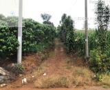 BÁN ĐẤT 2 MẶT TIỀN DT: 286M2, ĐƯỜNG RỘNG 8M, SỔ HỒNG – GIÁ TỐT XÃ LỘC QUẢNG, H.BẢO LÂM,