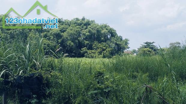 Bán Gấp 1.605m² Đất Lúa – Mua Hôm Nay, Mai Về Làm Nông Dân Triệu Phú - 2