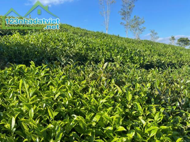 Bán đất TK68 Mộc Châu – 300m² vuông vắn, mặt tiền 20m, sẵn 100m² thổ cư, giá chỉ 2,4 tỷ