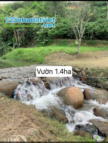 Chủ cần bán đất vườn cà phê lộc Nam - 1