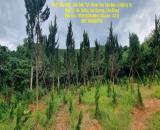 ĐẤT SIÊU ĐẸP - GIÁ ĐẦU TƯ- Chính Chủ Cần Bán Lô Đất Vị Trí Đẹp Tại  Xã  ĐạSar, Lạc Dương,
