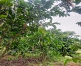 📣NHANH MỚI KỊP. Bán đất đường Tôn Thất Thuyết, Dambri ( phường 2 ) Bảo Lộc.