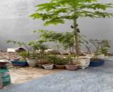 Bán đất 51,2m2 Bạch Mai An Dương Hải Phòng