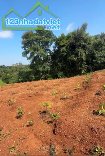 5,5 sào đất đỏ bazan Ea Nuol cách Ngã 6 chỉ 13km giá toàn bộ 1,5 tỷ Quỳnh Anh - 1