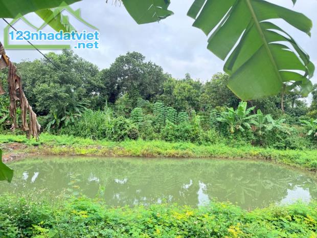 5,5 sào đất đỏ bazan Ea Nuol cách Ngã 6 chỉ 13km giá toàn bộ 1,5 tỷ Quỳnh Anh - 3