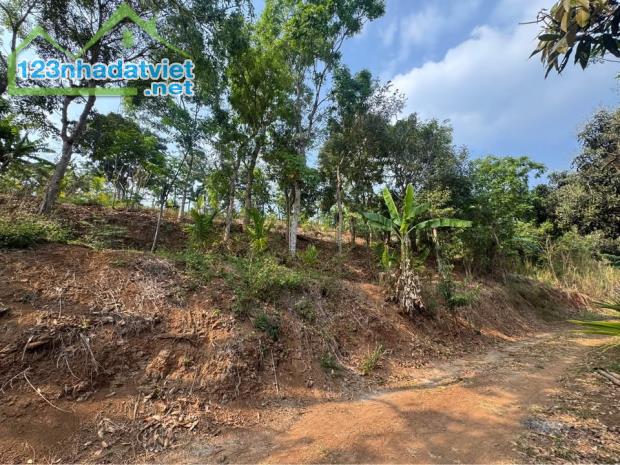 2,5 hecta đất đồi cuối Thôn 1 Đạt Lý thuộc Eapok 9,5 tỷ ôm suối 400m Quỳnh Anh - 1