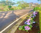 🌿 CƠ HỘI SỞ HỮU ĐẤT XANH BẢO LỘC – CHÍNH CHỦ CẦN BÁN!
