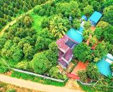 ĐỒNG NAI Bán Farm 2.5ha với đầy đủ tiện ích, nguồn thu quanh năm cách QL20 11km giá 16tỷ