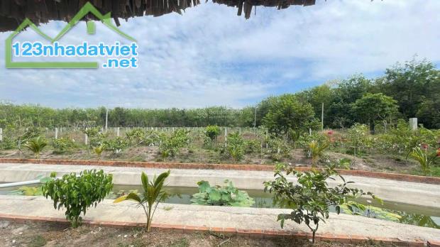 BÁN 5.000M² ĐẤT LONG NGUYÊN – BÀU BÀNG  GIÁ CHỈ 3 TRIỆU/M² - 1