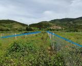 Đất Biệt Thự Gần QL20 Hiệp Thạnh, Đức Trọng– View Rừng Thông, Gần Sân Bay Liên Khương