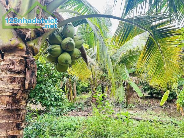 CẦN BÁN ĐẤT VƯỜN GIÁ TỐT – TÍCH THIỆN, TRÀ ÔN, VĨNH LONG