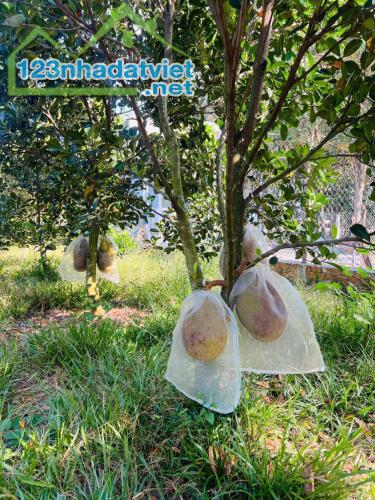 Bán mảnh đất 2541m2 có nhà cấp 4 ngay UBND Tân Hiệp .Giá 650triệu - 1