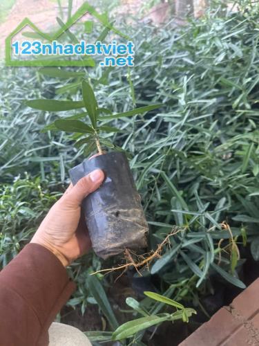 XÁO TAM PHÂN NINH HÒA – KHÁNH HÒA
