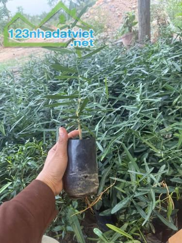 XÁO TAM PHÂN NINH HÒA – KHÁNH HÒA - 1
